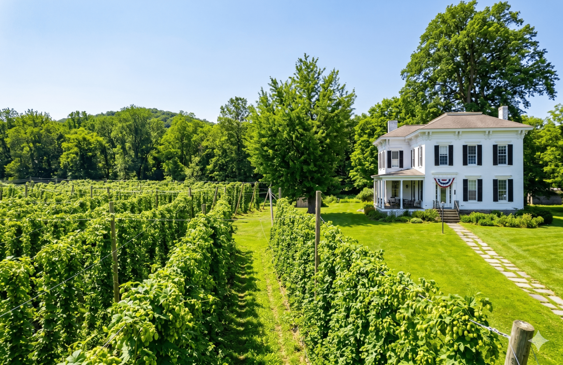 Havarest Farm farmhouse with hop yard rows in summer